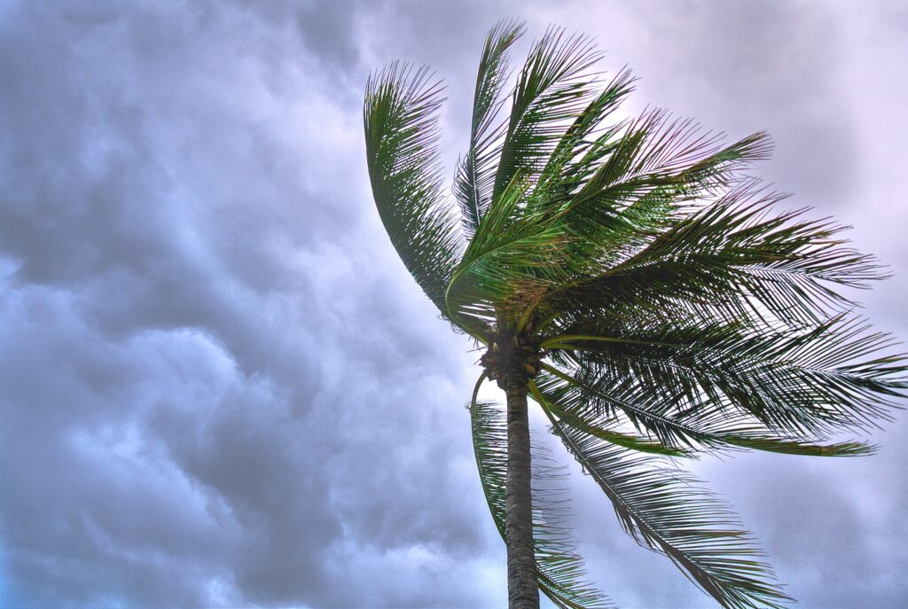 palm tree blowing in the wind